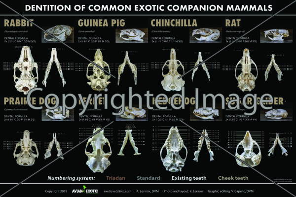 Dentition Poster of Exotic Mammals.jpeg
