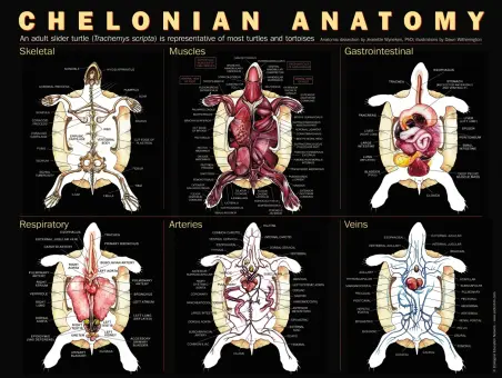 Chelonian Anatomy Poster.jpg