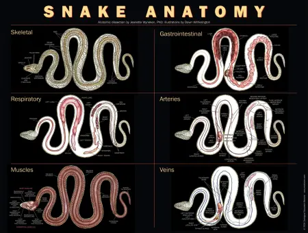 Snake Anatomy Poster.jpg