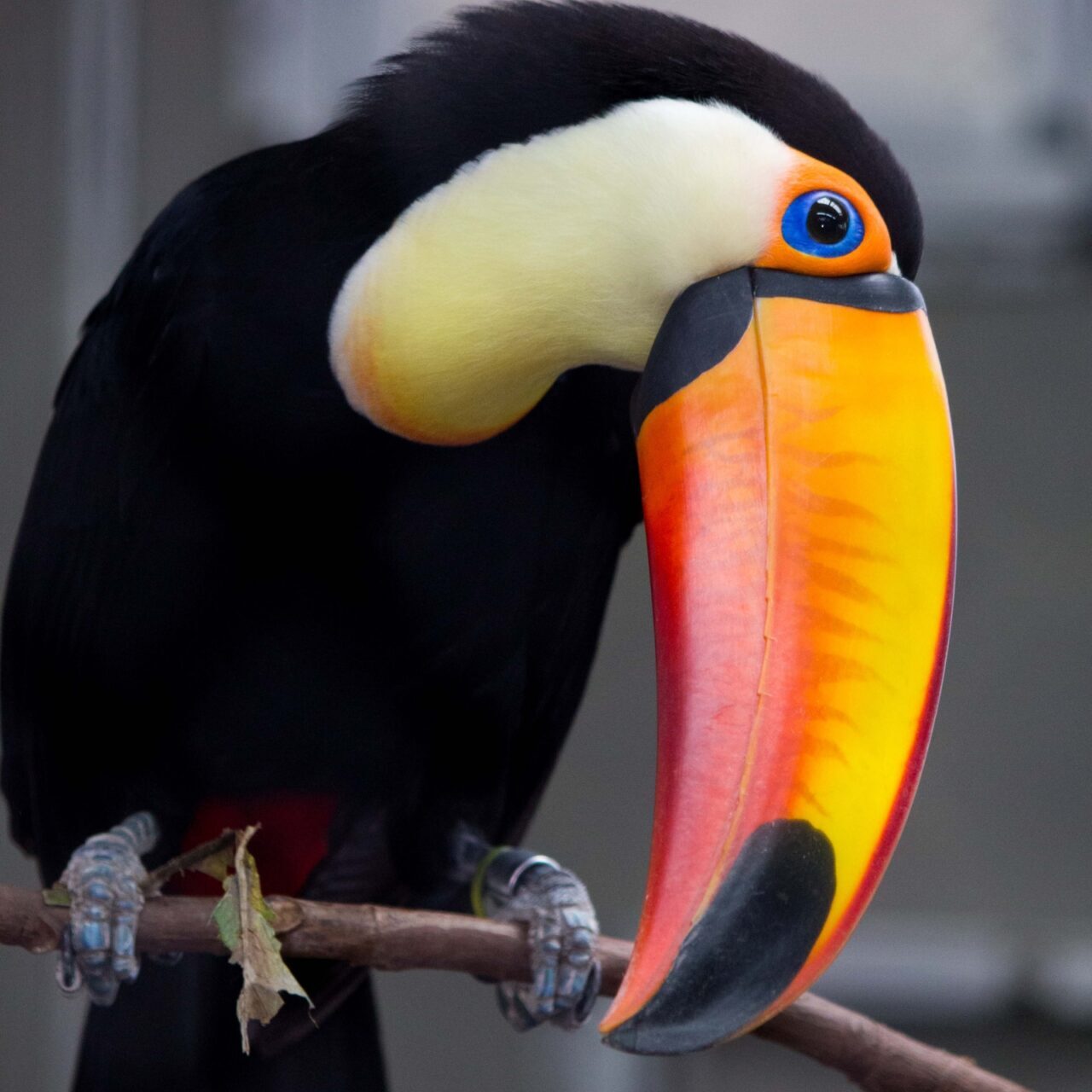 Toucan