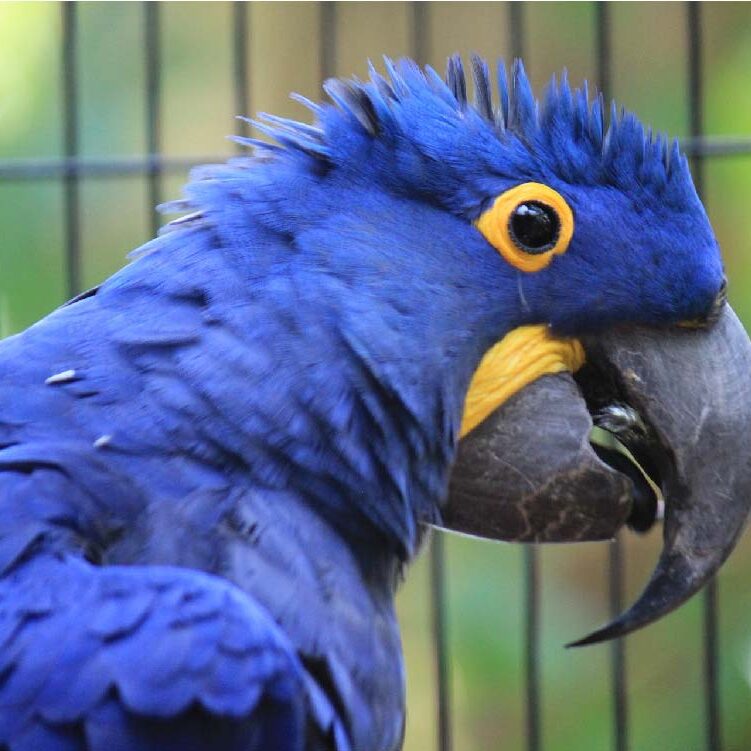 blue-macaw